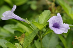 Ruellia tuberosa